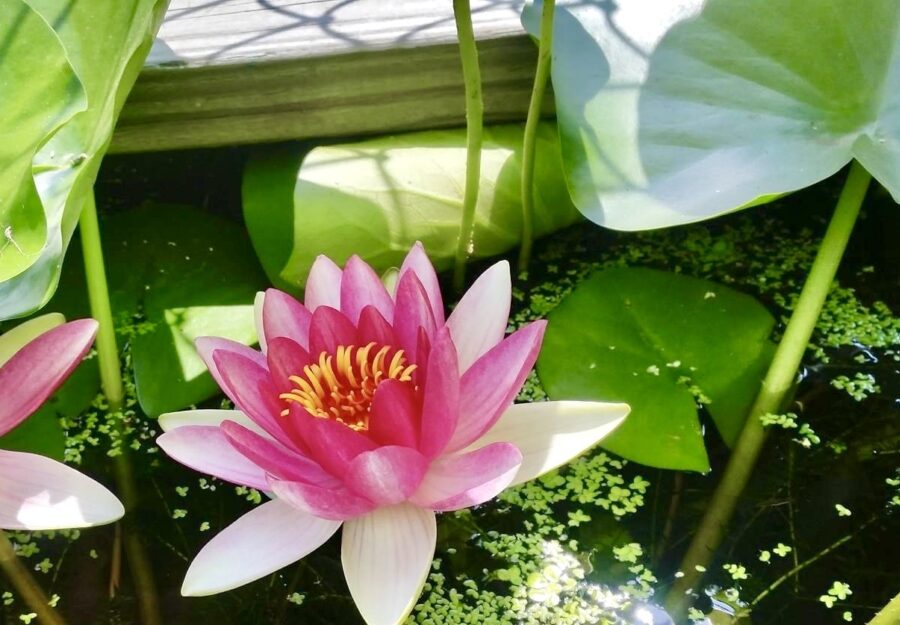 a pink lotus flower with green leaves floating in water