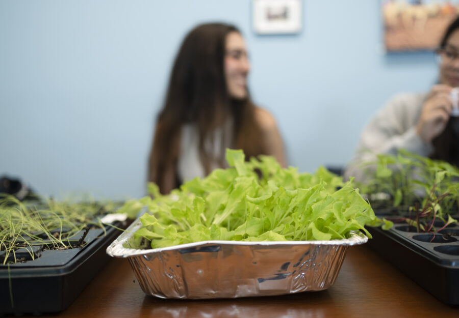 green seedlings grow in an aluminum foil tray in front of a female high school student