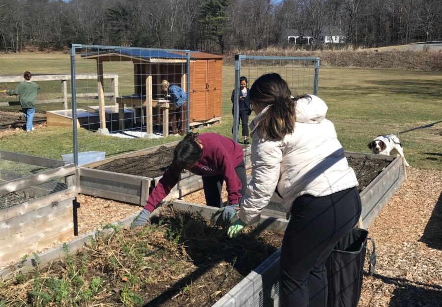 two high school students weeding a raised garden bed at Phillips Academy; blue sky