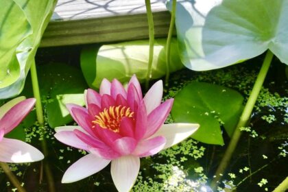 a pink lotus flower with green leaves floating in water