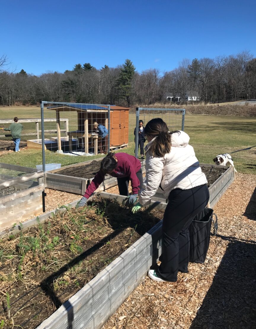 two high school students weeding a raised garden bed at Phillips Academy; blue sky